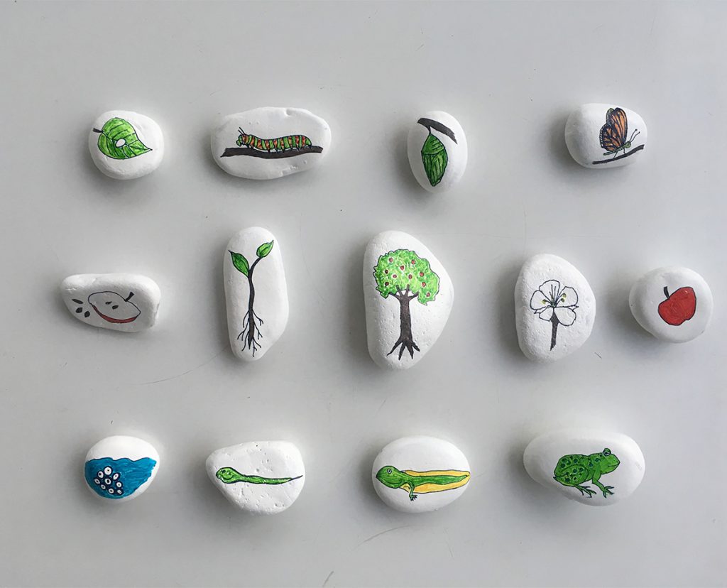 Ciclo de vida con piedras pintadas